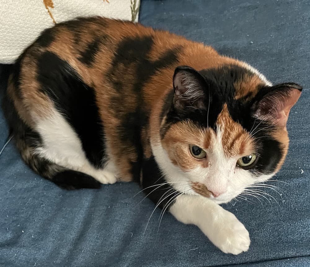 Discover the Best Small Pets for Anxiety | High Latitude Style